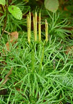 Lycopodium digitatum thumbnail