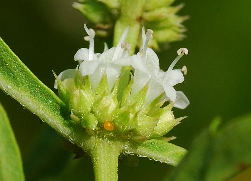 Lycopus_americanus_calyces.jpg