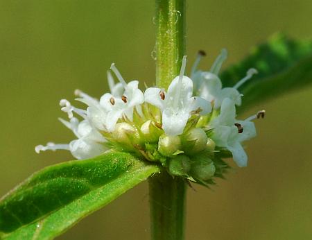 Lycopus_americanus_flowers.jpg