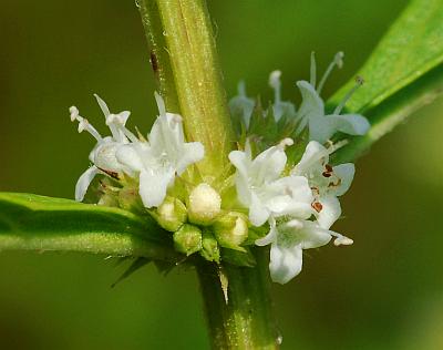 Lycopus_americanus_flowers2.jpg