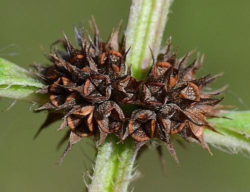 Lycopus_americanus_fruits.jpg