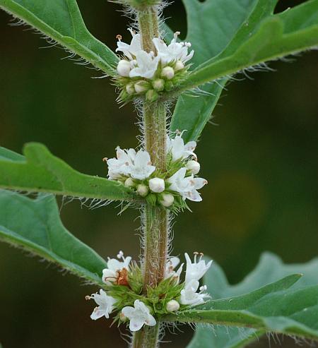 Lycopus_americanus_inflorescences.jpg