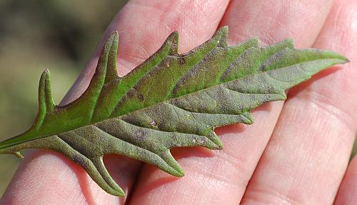 Lycopus_americanus_leaf1.jpg