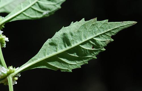 Lycopus_americanus_leaf2.jpg