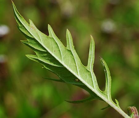 Lycopus_americanus_leaf2a.jpg