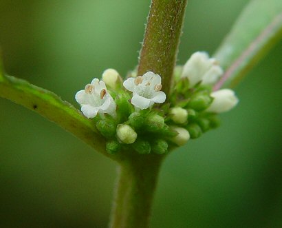 Lycopus_virginicus_flowers.jpg