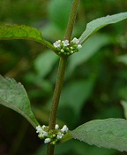 Lycopus virginicus thumbnail