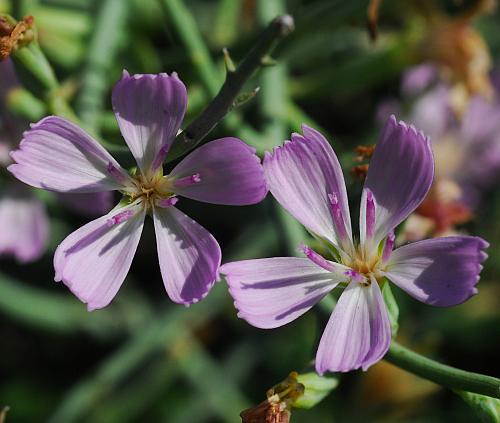 Lygodesmia_juncea_florets.jpg