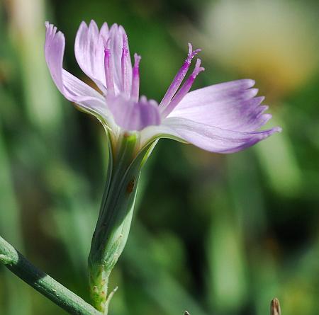 Lygodesmia_juncea_head.jpg