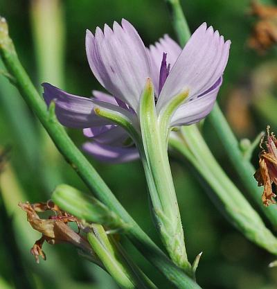 Lygodesmia_juncea_involucre.jpg