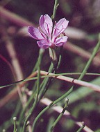 Lygodesmia juncea thumbnail