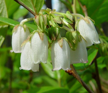 Lyonia_mariana_flowers.jpg