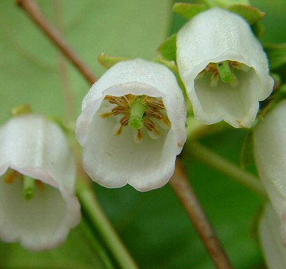 Lyonia_mariana_flowers2.jpg