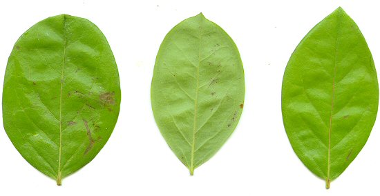 Lyonia_mariana_leaves.jpg