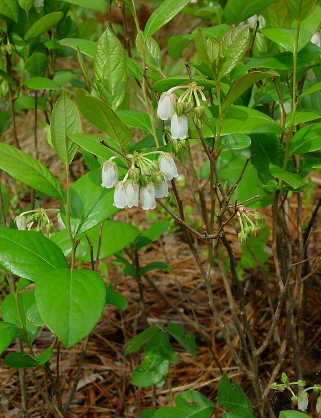 Lyonia_mariana_plant.jpg