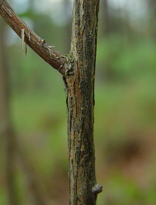 Lyonia_mariana_stem.jpg