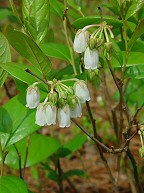 Lyonia mariana thumbnail