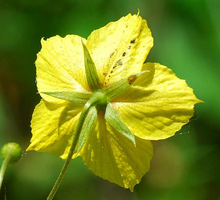 Lysimachia_ciliata_calyx.jpg