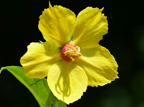 Lysimachia_ciliata_corolla.jpg