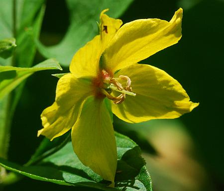 Lysimachia_ciliata_flower.jpg