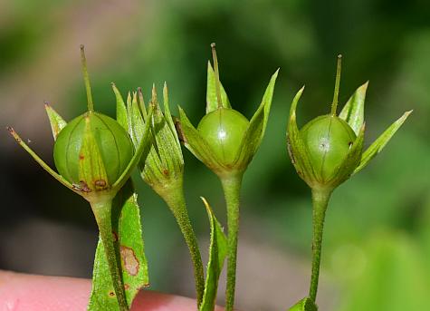 Lysimachia_ciliata_fruits.jpg