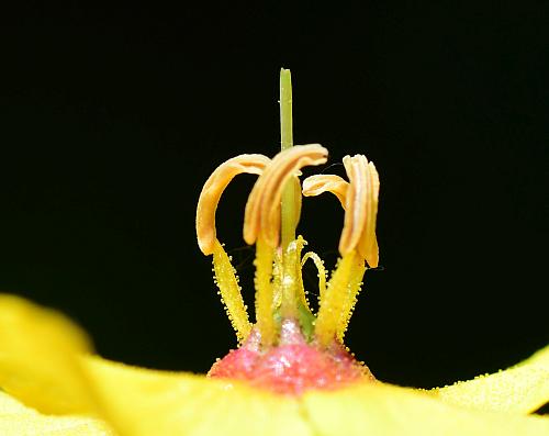 Lysimachia_ciliata_functional.jpg