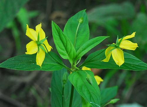 Lysimachia_ciliata_inflorescence.jpg