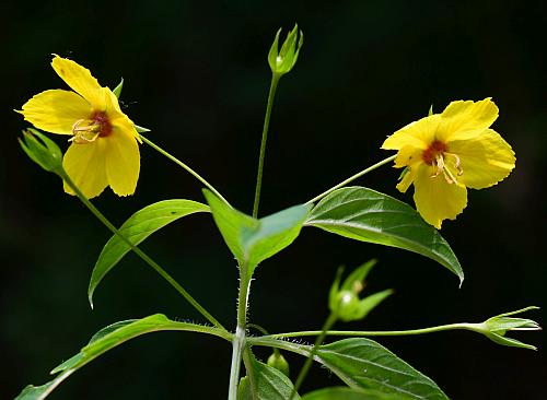 Lysimachia_ciliata_inflorescence2.jpg