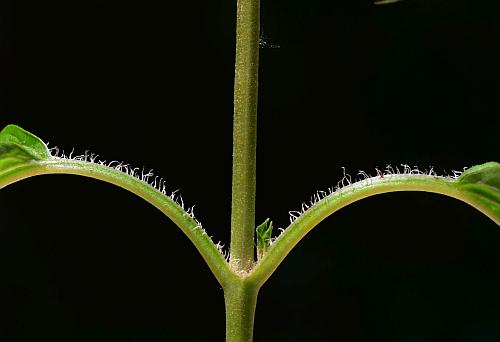 Lysimachia_ciliata_petioles.jpg