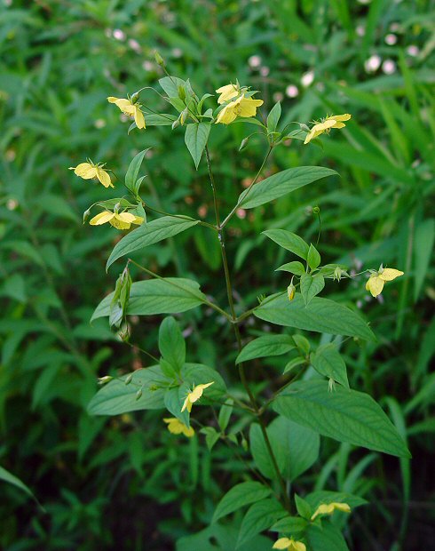 Lysimachia_ciliata_plant.jpg