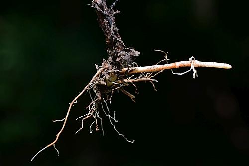 Lysimachia_ciliata_roots.jpg