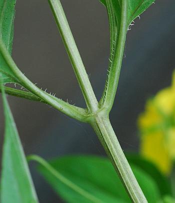 Lysimachia_ciliata_stem.jpg