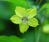 Lysimachia ciliata thumbnail