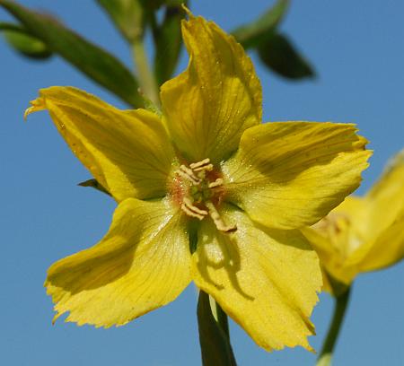 Lysimachia_hybrida_corolla.jpg