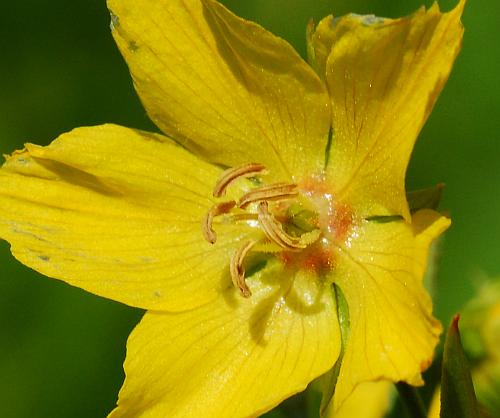 Lysimachia_hybrida_functional.jpg