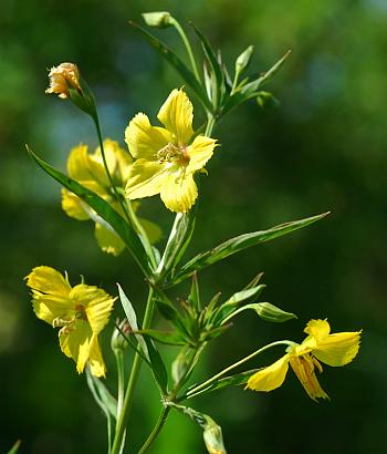 Lysimachia_hybrida_inflorescence.jpg