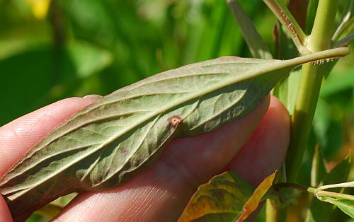 Lysimachia_hybrida_leaf2.jpg