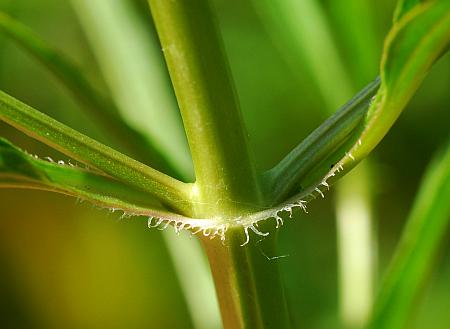 Lysimachia_hybrida_node.jpg