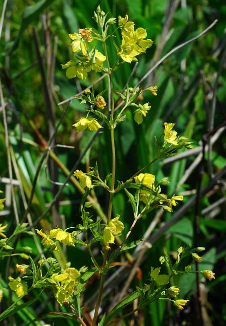 Lysimachia_hybrida_plant.jpg