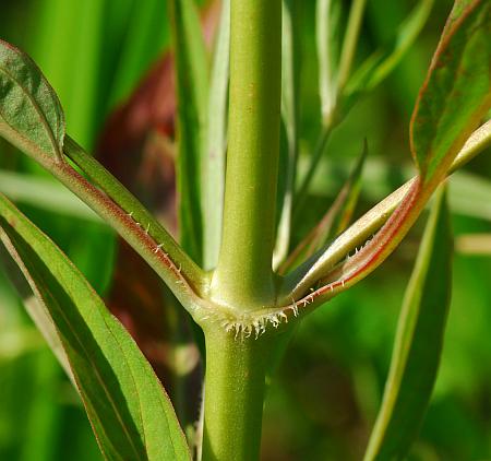 Lysimachia_hybrida_stem.jpg