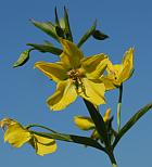 Lysimachia hybrida thumbnail