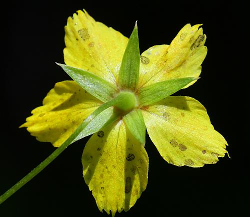 Lysimachia_lanceolata_calyx.jpg