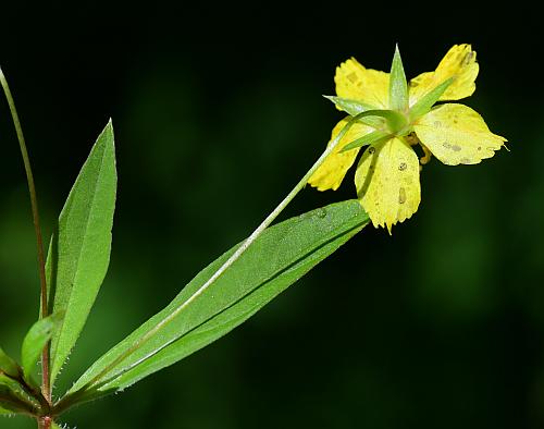 Lysimachia_lanceolata_flower1.jpg