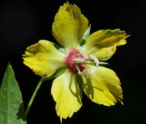 Lysimachia_lanceolata_flower2.jpg