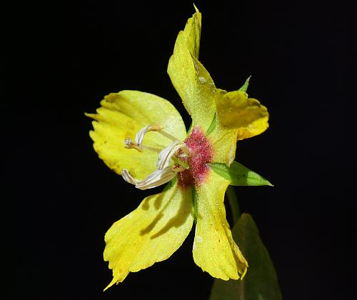 Lysimachia_lanceolata_flower3.jpg