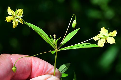 Lysimachia_lanceolata_inflorescence.jpg