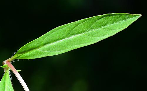 Lysimachia_lanceolata_leaf1.jpg