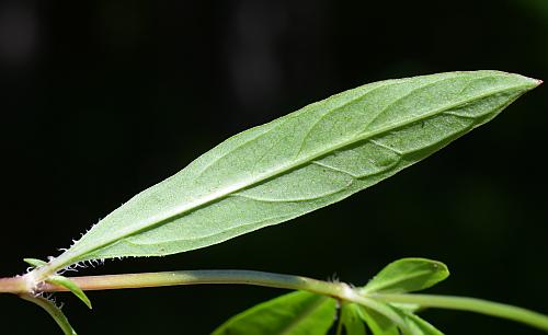 Lysimachia_lanceolata_leaf2.jpg