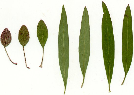 Lysimachia_lanceolata_leaves.jpg