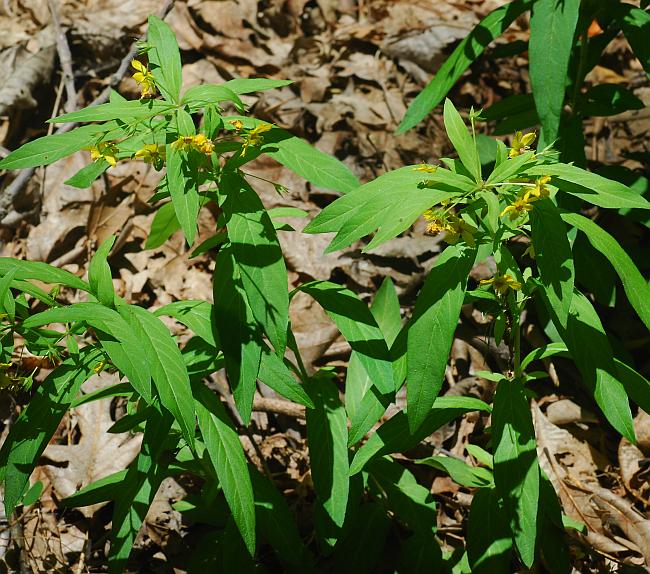 Lysimachia_lanceolata_plant.jpg